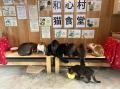 千葉県富津市の古民家グランピング施設「和心村」よく