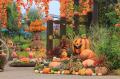 秋バラとハロウィン・ハーベスト 開催（国営越後丘陵