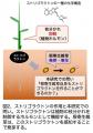 根寄生雑草が宿主植物由来の発芽シグナル分子を自ら生
