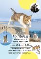 写真家 五十嵐 健太の飛び猫10周年記念「島猫そutf-8