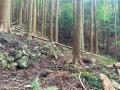 歴史ある石垣と自然が残る森をキャンプフィールドに　