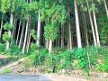 歴史ある石垣と自然が残る森をキャンプフィールドに　