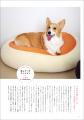 SNSで話題沸騰のコーギーも大集合！ 動物病院＆獣医師