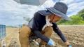 らっきょの隠れ名産地 徳島県鳴門発！「鳴門らっきょ(