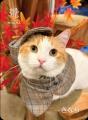 秋風情の溢れる紅葉や落ち葉と共ににゃんずたちが大集