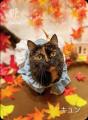 秋風情の溢れる紅葉や落ち葉と共ににゃんずたちが大集