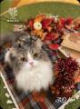 秋風情の溢れる紅葉や落ち葉と共ににゃんずたちが大集
