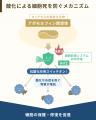 【自治医大発・抗老化薬創薬ベンチャー】キュアセル、