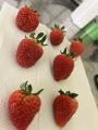 ディープテック・スタートアップAGRIST、1粒1000円イ