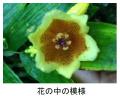 【六甲高山植物園】山里の貴婦人「キイジョウロutf-8