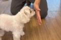 南青山「dog fun」の異色経営：富裕層の「信頼」を原