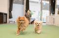 南青山「dog fun」の異色経営：富裕層の「信頼」を原