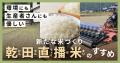 お米を乾いた田んぼで栽培する農法「乾田直播」、猛暑