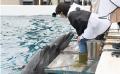 地域活性化に注力するTSP太陽が「里海珊瑚プロジェク