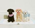 10月24日（金）Ame LIFE 『Ame’s Crochet Animals ―か