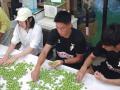 【福井県福井市】三里浜オリーブ、2025年の収穫がスタ