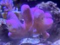 【すみだ水族館】秋のはじまりは恋のはじまり?一utf-8