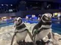 【すみだ水族館】秋のはじまりは恋のはじまり?一utf-8