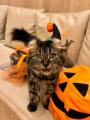 にゃんずとハロウィンの思い出を作ろう！“仮装にゃん