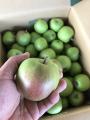 棄てられるはずの摘果リンゴを食用利用　2025年utf-8