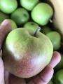 棄てられるはずの摘果リンゴを食用利用　2025年utf-8