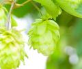waSTEP AWAJISHIMAで「第６回淡路ビールFEST」開催！