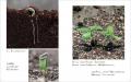 植物観察家・鈴木純の「植物観察絵本」第2弾！『たね