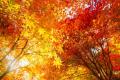 紅葉デートは満足度9割超え！実際に良かった過ごし方