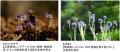 【六甲高山植物園】が環境省「自然共生サイト」に認定
