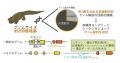 【玉川大学農学部生産農学科 共同研究成果】ヒトutf-8