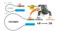 【玉川大学農学部生産農学科 共同研究成果】ヒトutf-8