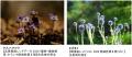 【六甲高山植物園】が環境省「自然共生サイト」utf-8