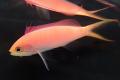 季節を彩る花と魚たちのコラボレーション！「ブルーミ