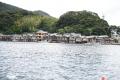 京都府内で唯一のクロマグロ養殖！短期養殖で天然と養