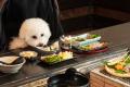 愛犬Journey。海と山で出会う、旅するごはん。～より