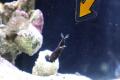 魚たちの衣替え事情をご紹介！四国水族館で『海のころ