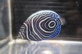 魚たちの衣替え事情をご紹介！四国水族館で『海のころ