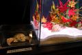 魚たちの衣替え事情をご紹介！四国水族館で『海のころ