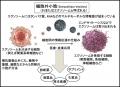 RMDC、東京医科大学 落谷 孝広教授 エクソソーム講演