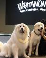 10月11日(土)は愛犬と一緒に！参加無料の＼第2回 大型