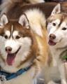 10月11日(土)は愛犬と一緒に！参加無料の＼第2回 大型