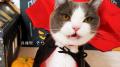 いなばペットフード　「ちゅ～る」ハロウィンTVCM動画