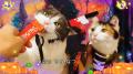いなばペットフード　「ちゅ～る」ハロウィンTVCM動画