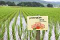 生活クラブと山形県庄内地域のローカルSDGsの取組みが