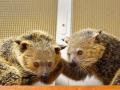屋内型ふれあい動物園「アニタッチ MARK IS 静岡」で2