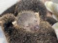屋内型ふれあい動物園「アニタッチ MARK IS 静岡」で2