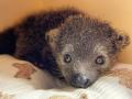 屋内型ふれあい動物園「アニタッチ MARK IS 静岡」で2