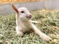 仔ヤギの男の子誕生！【堺・緑のミュージアム　ハーベ