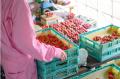 日本一のいちごの産地が、いちご生産者を支援し新たな