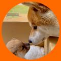 第一弾Re-rideアーティスト「シヴァ犬こむぎっす」と